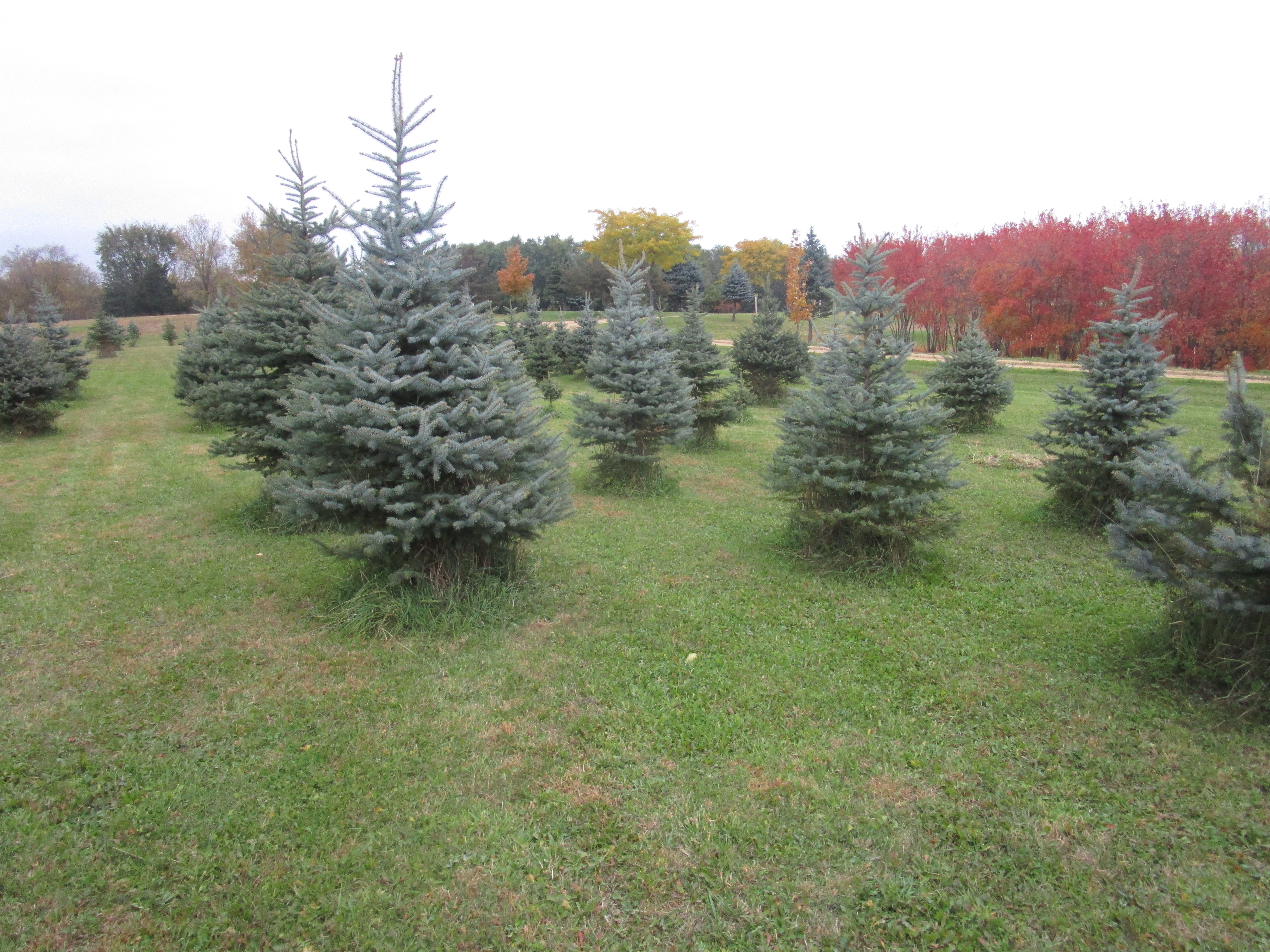 Cedar Valley Nursery Gallery